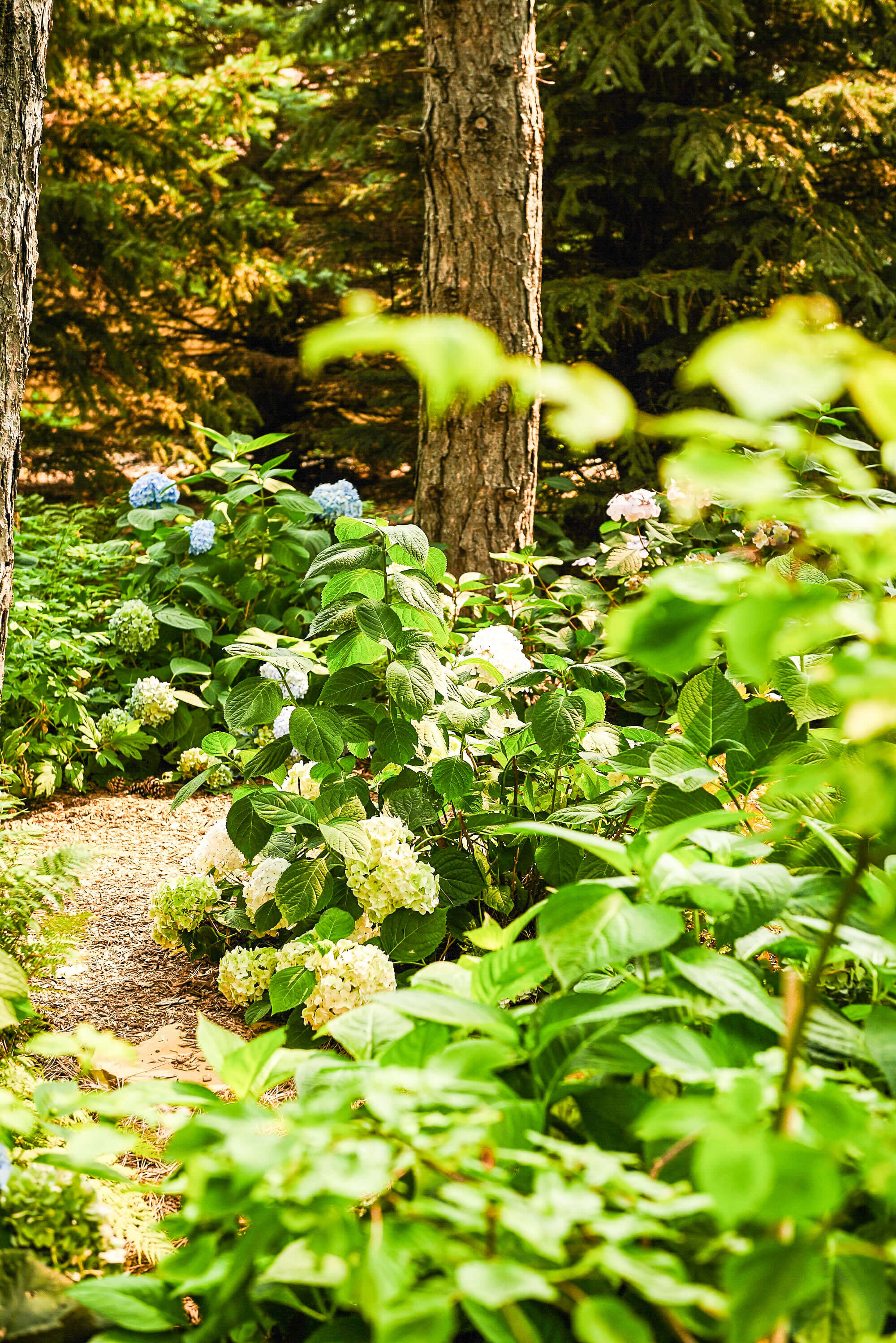 Image of a tree in a forest 