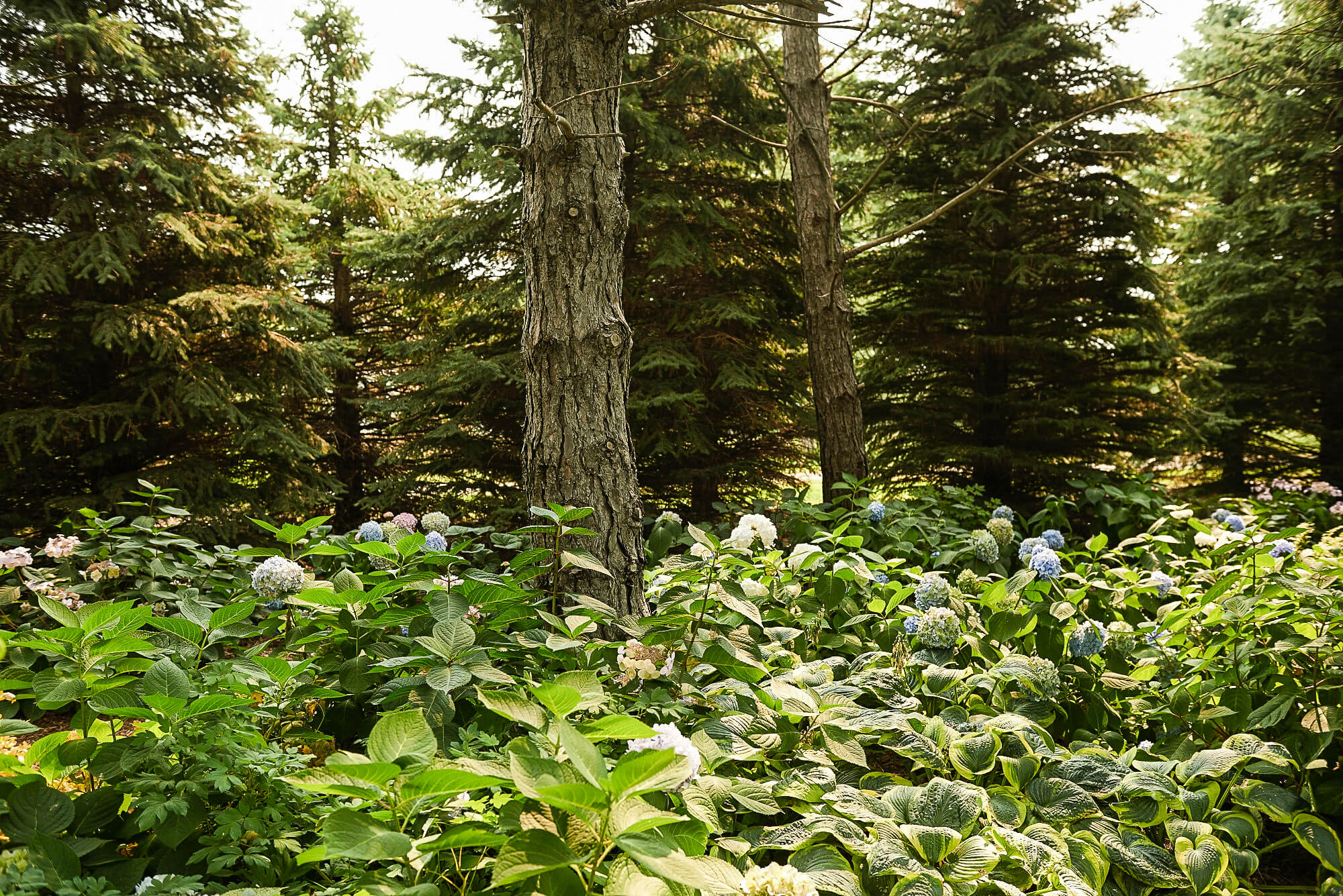 Image of a tree in a forest 