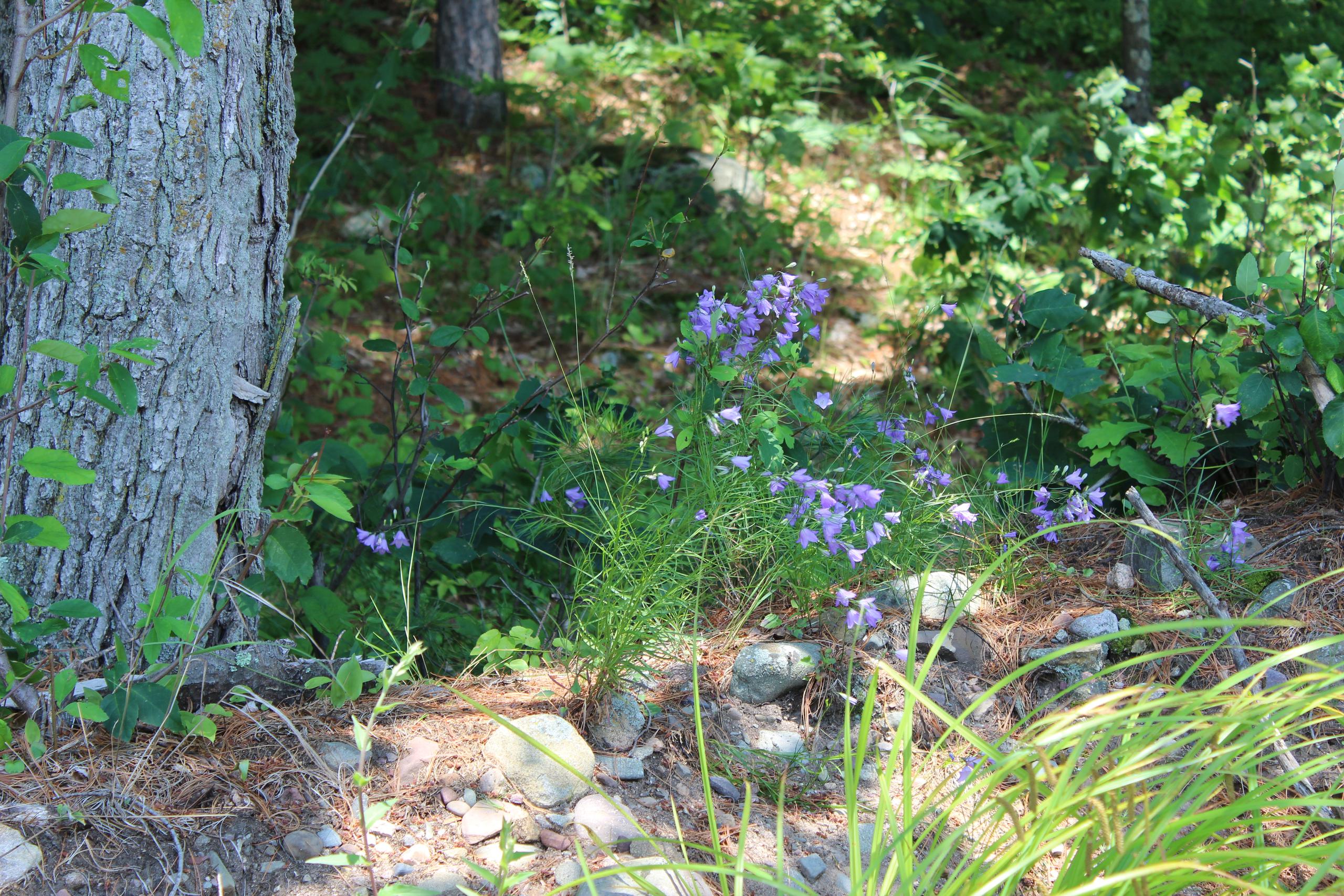 Image of Flowers 