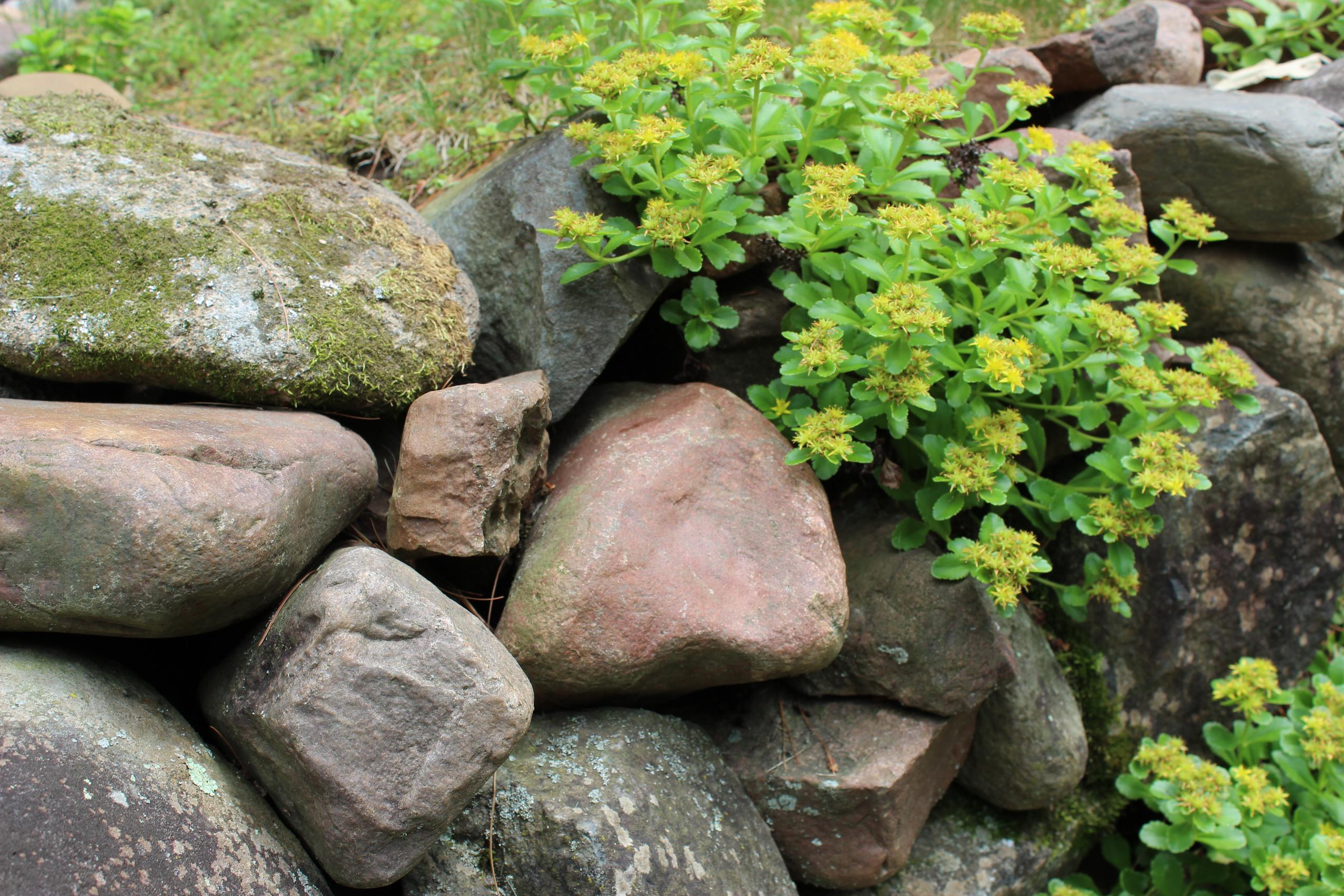 Image of rocks in a forest 