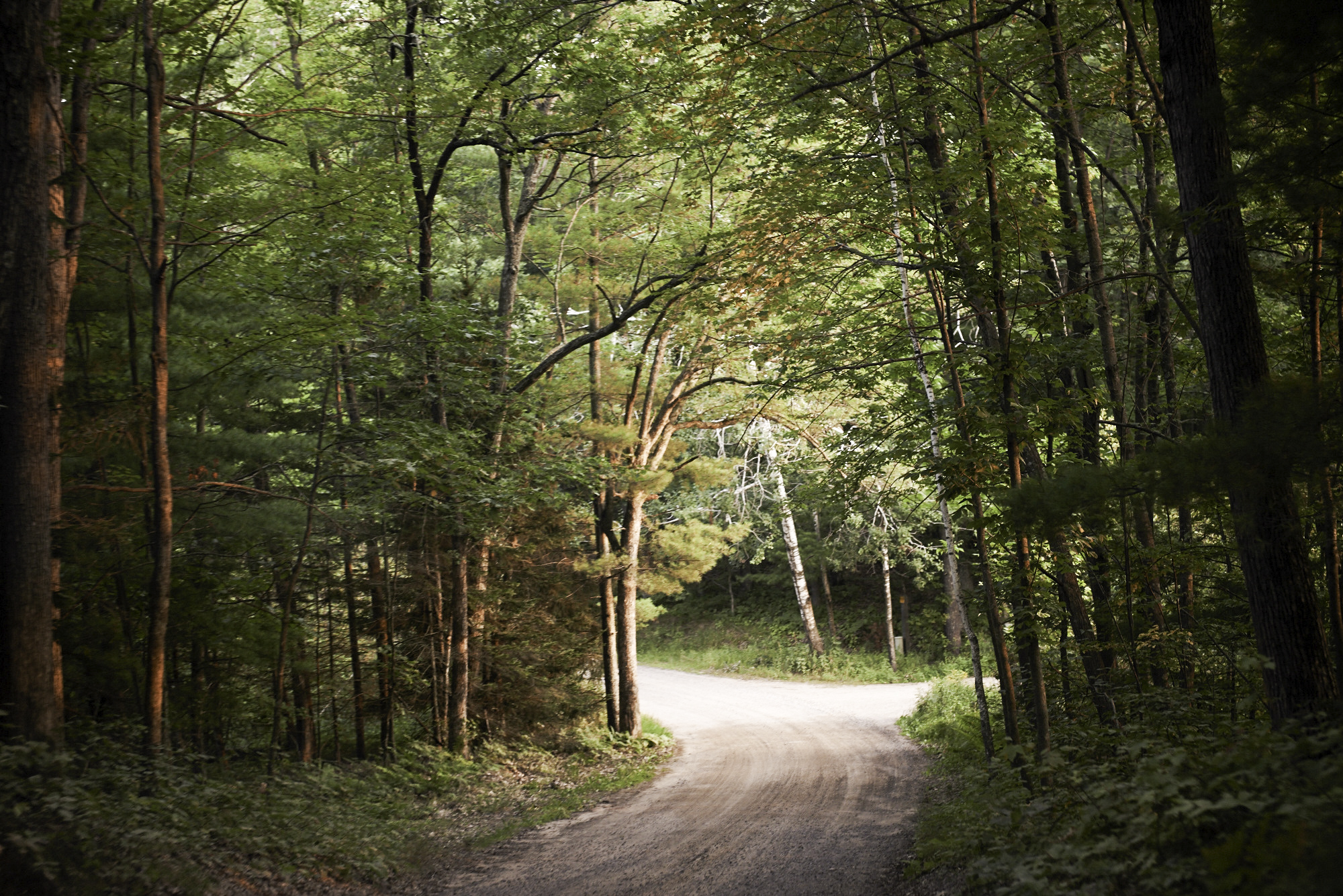 Image of a dirt road through the forest 